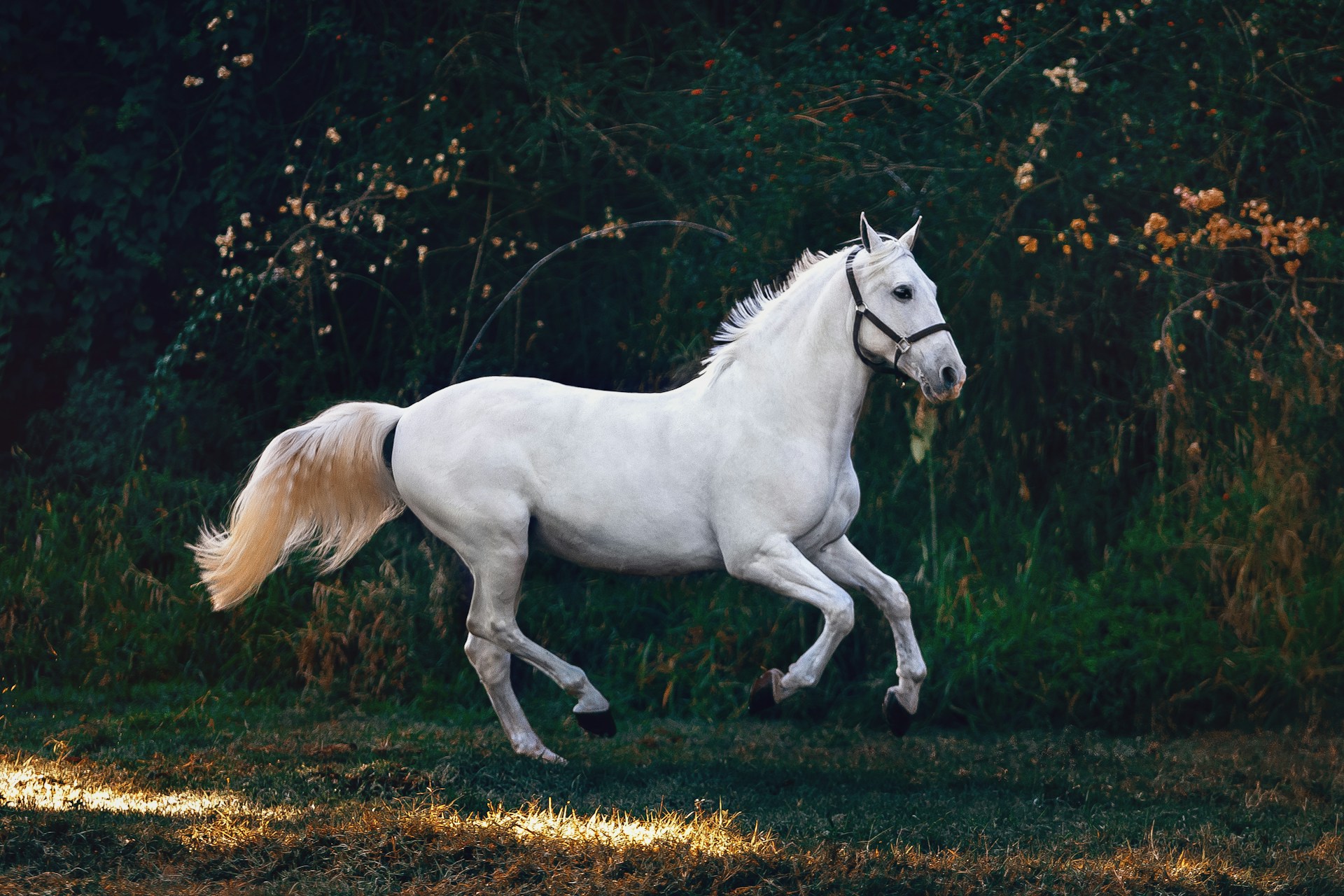 Expert horse care at SES Equine