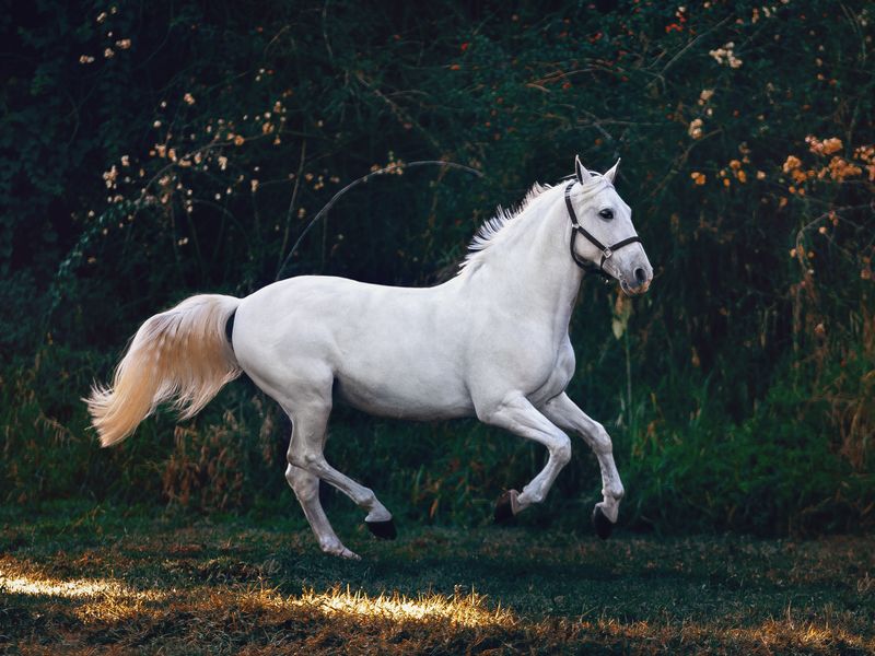 SES Equine — equine body work