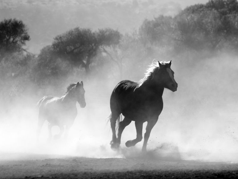SES Equine — show prep