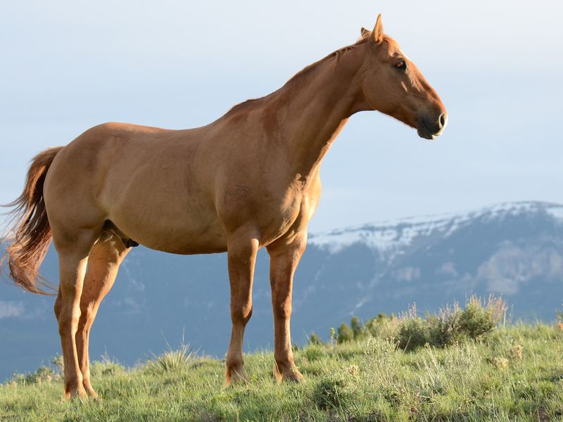 SES Equine — horse care